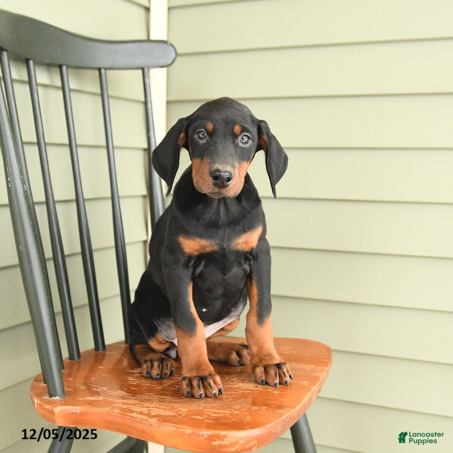 Doberman Pinscher dogs Hannah - Ad 3