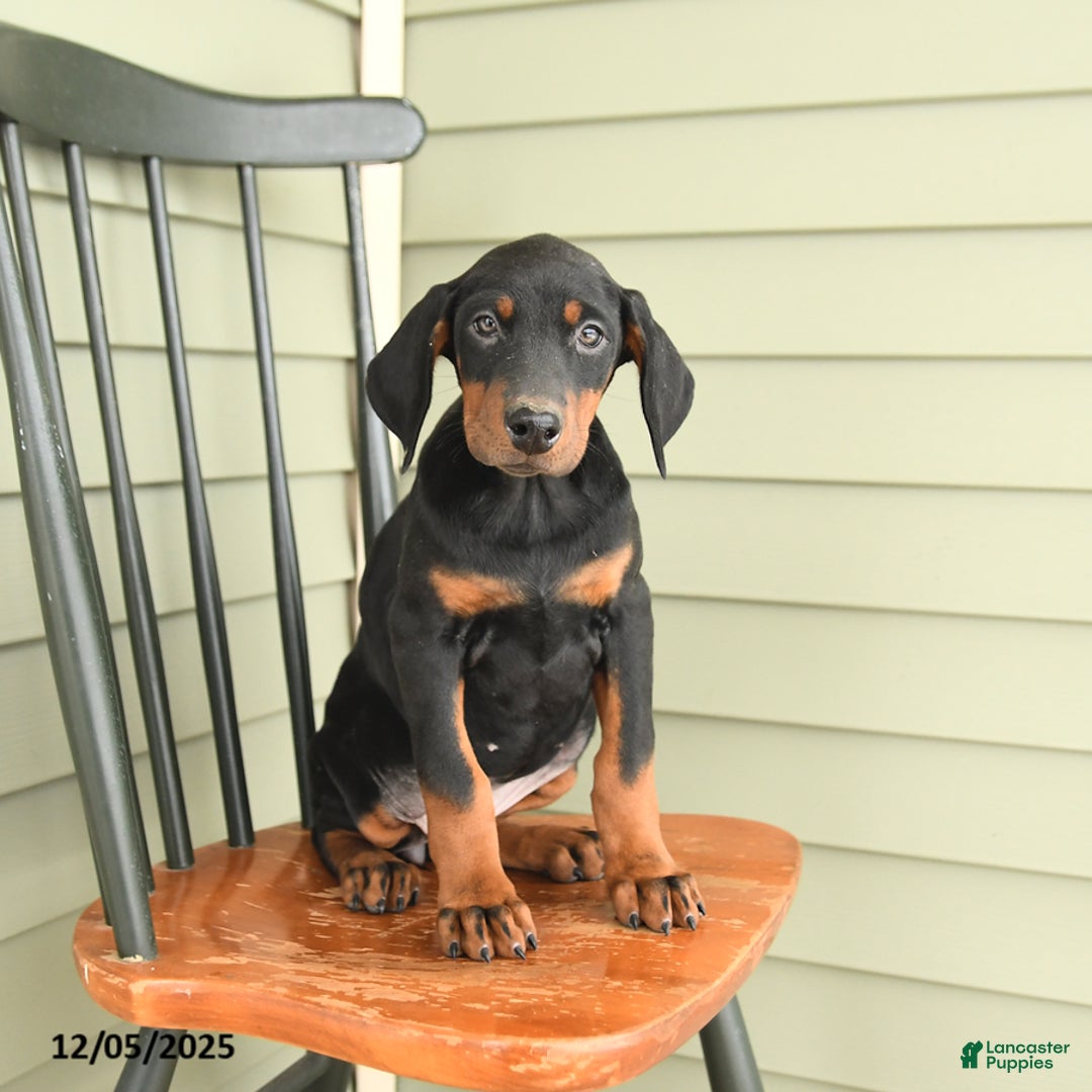 Doberman Pinscher dogs for sale: Hannah - Ad 1