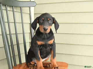 Doberman Pinscher dogs Hannah - Ad 2