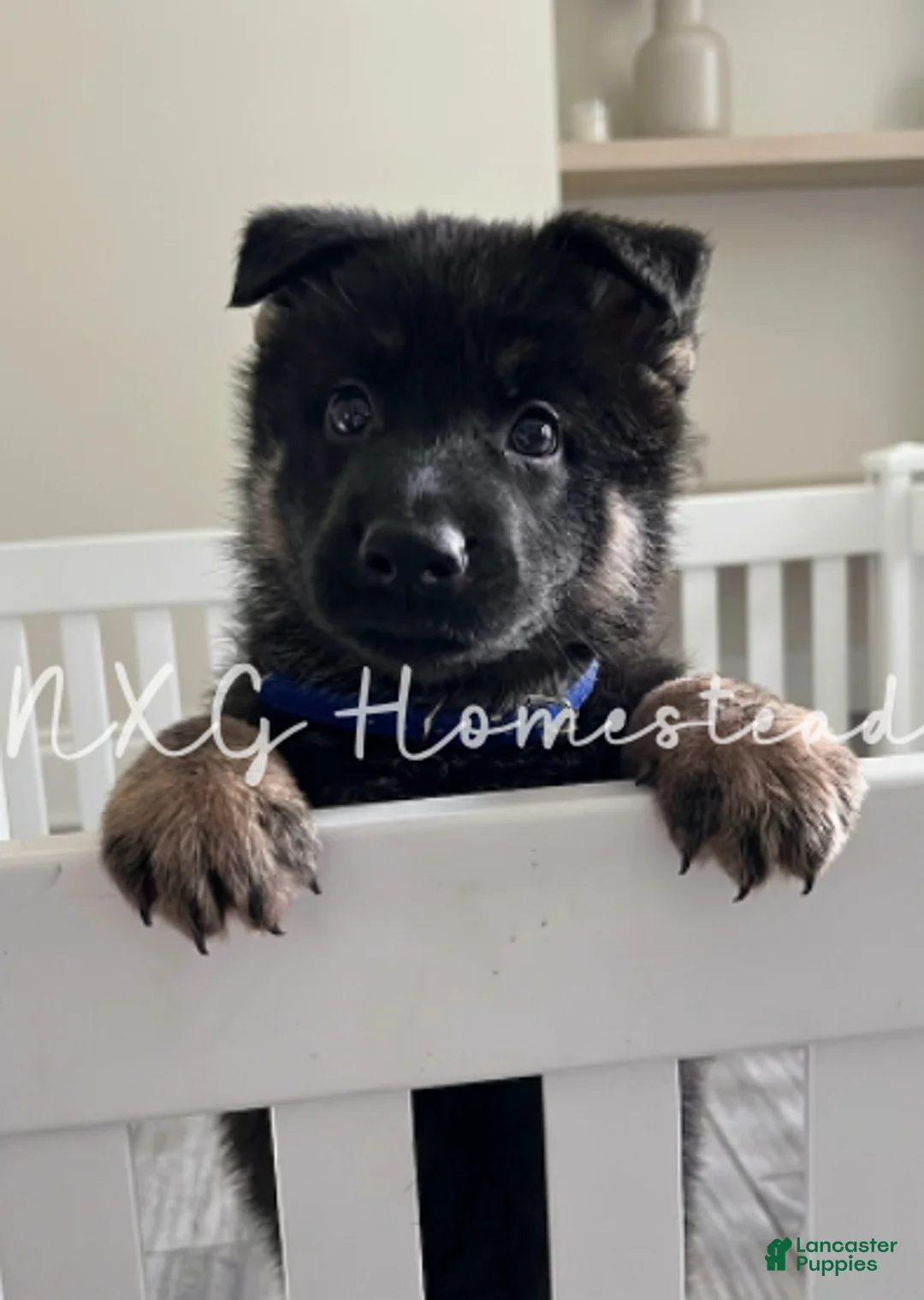 German Shepherd dogs for sale: Blue Ribbon (male) - Ad 1
