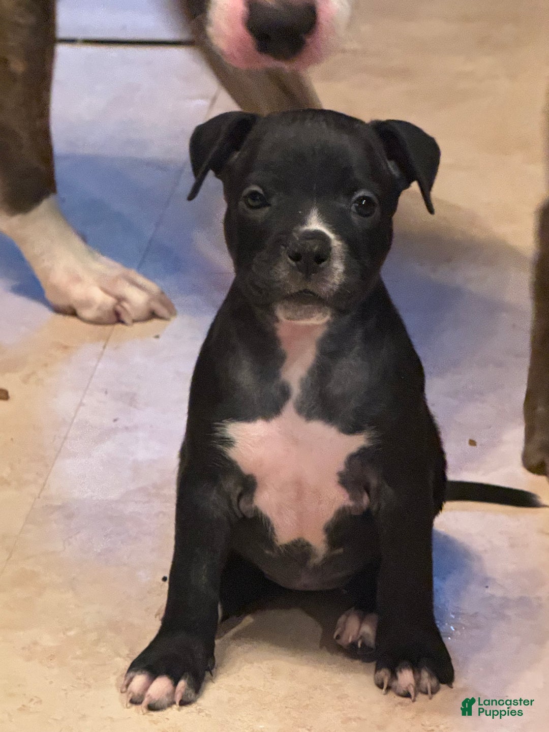 Mixed Breed dogs for sale: Mixed Breed Puppy 2 - Ad 9