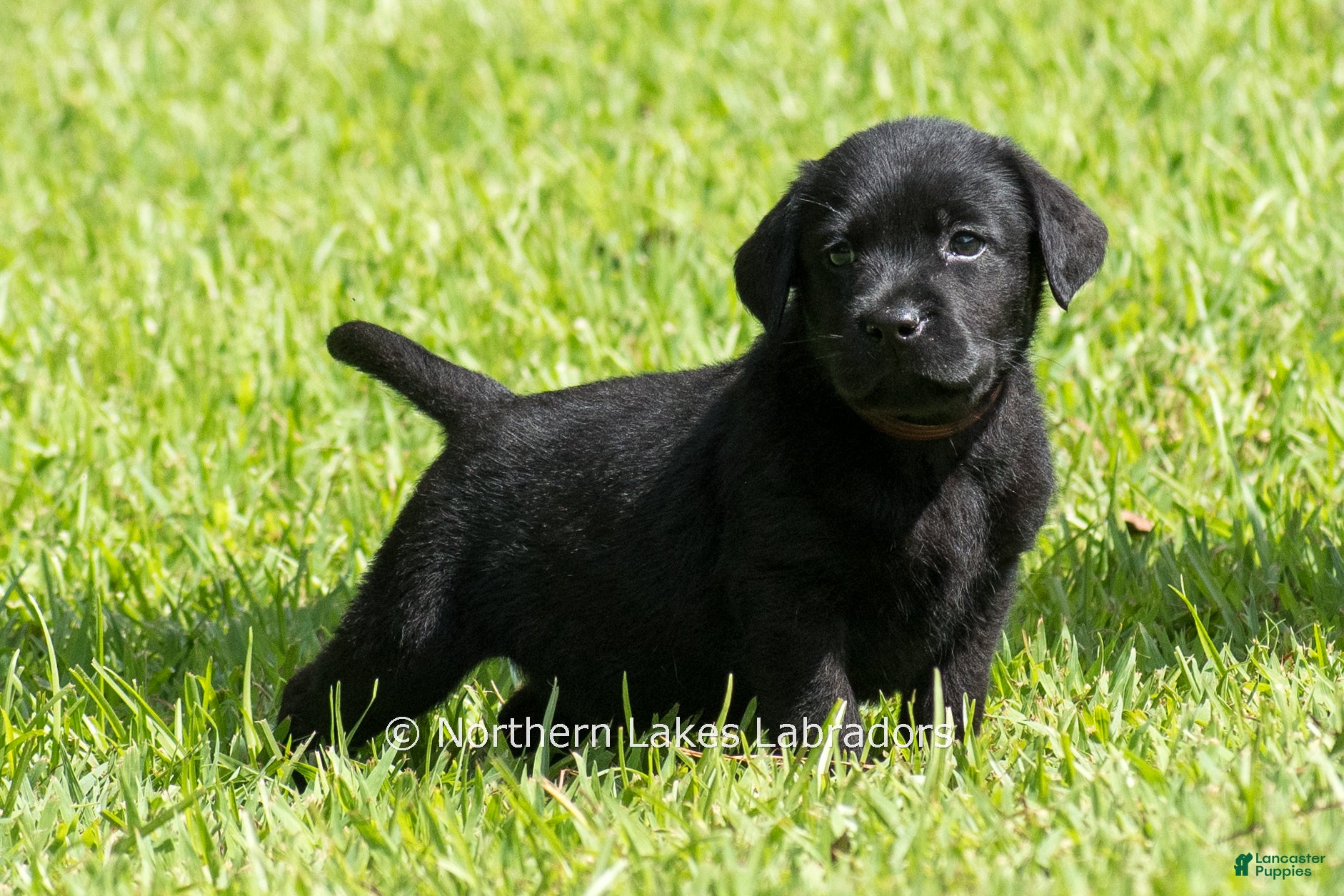 Labrador Retriever dogs Ethan - Ad 5