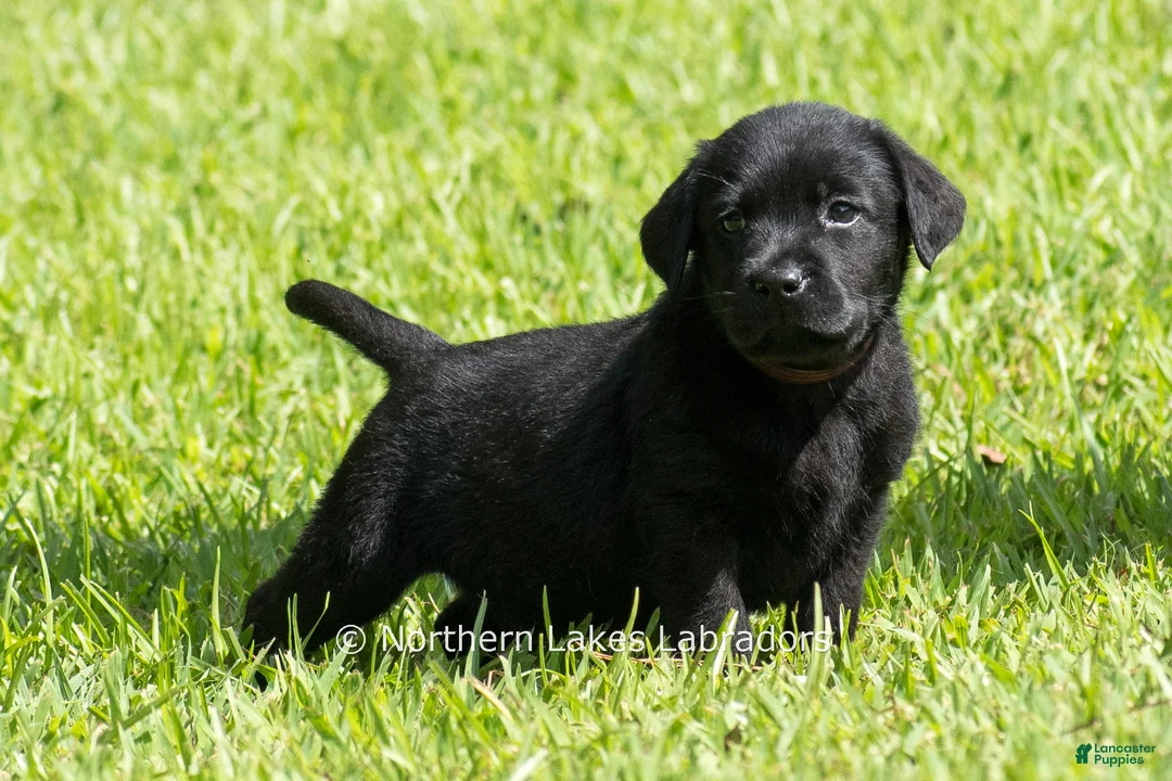Labrador Retriever dogs for sale: Ethan - Ad 1