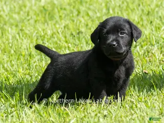 Labrador Retriever dogs Ethan - Ad 18