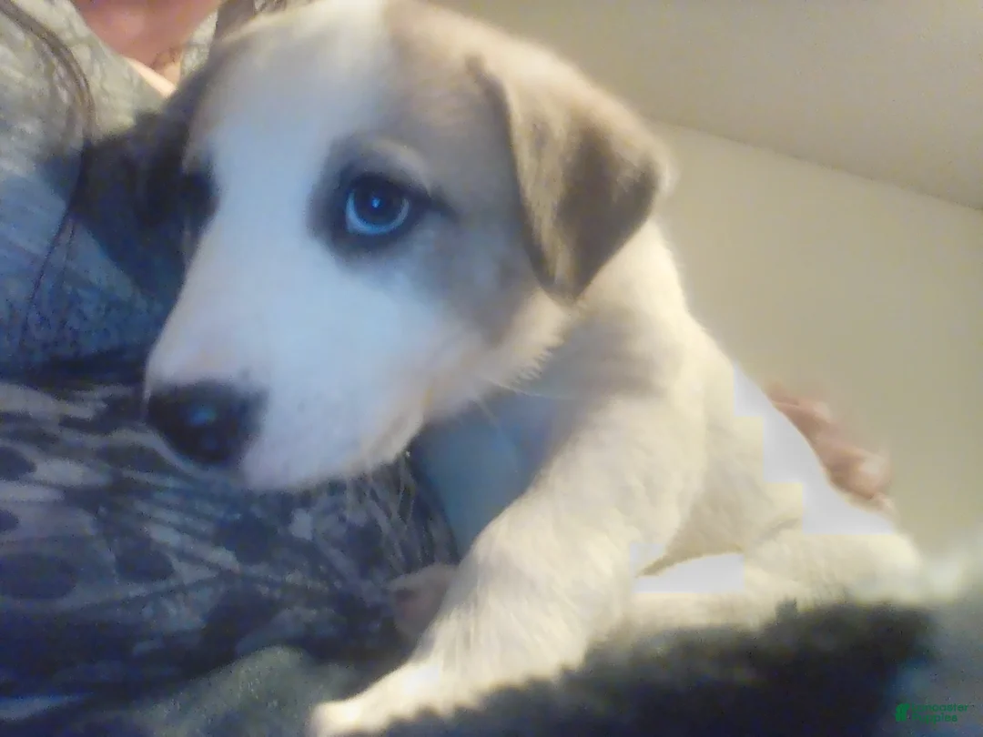 Mixed Breed dogs for sale: Possum Girl (Great Pyrenees) - Ad 2