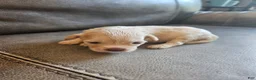 Mixed Breed dogs for sale: Buffy - Ad 8
