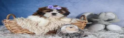 Shih Tzu dogs for sale: CHLOE - Ad 11
