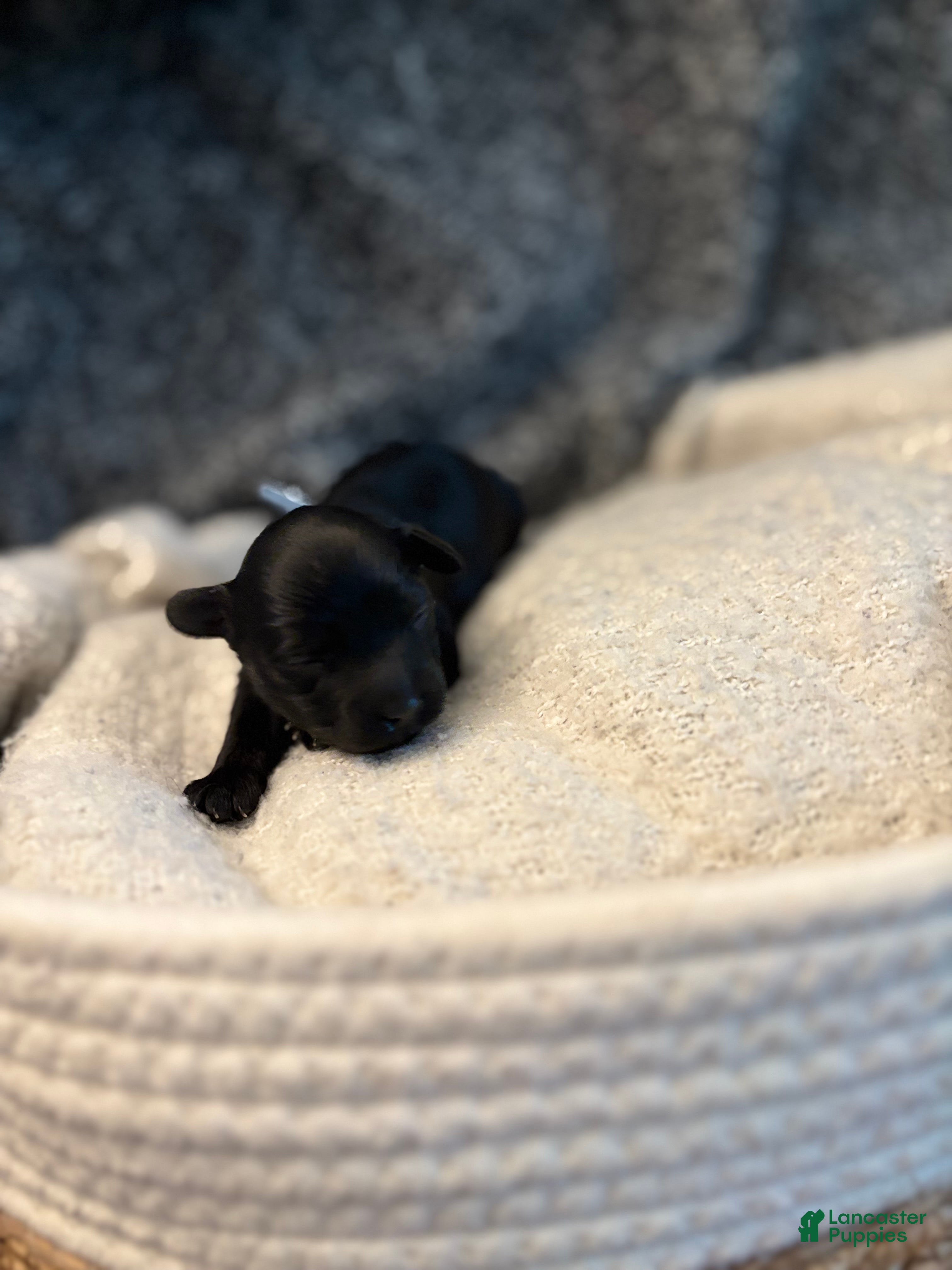 Yorkiepoo dogs Ringo - Ad 2