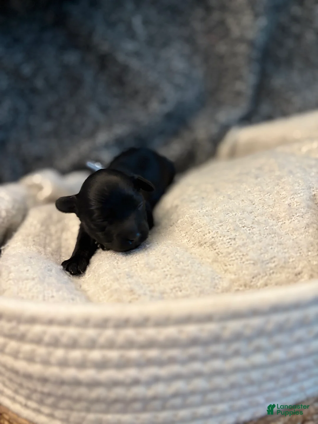 Yorkiepoo dogs for sale: Ringo - Ad 2