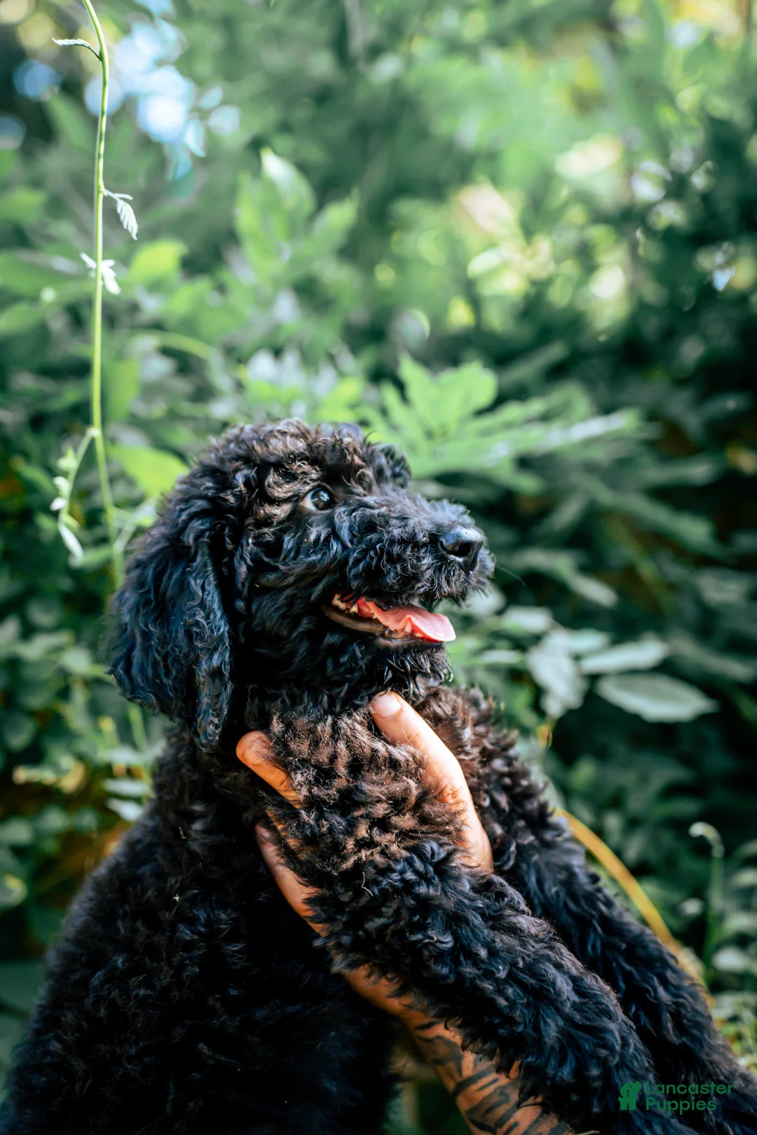 Goldendoodle dogs for sale: Coco - Ad 1