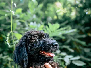 Goldendoodle dogs Coco - Ad 2