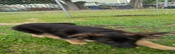 German Shepherd dogs for sale: German Shepherd 5 - Ad 4