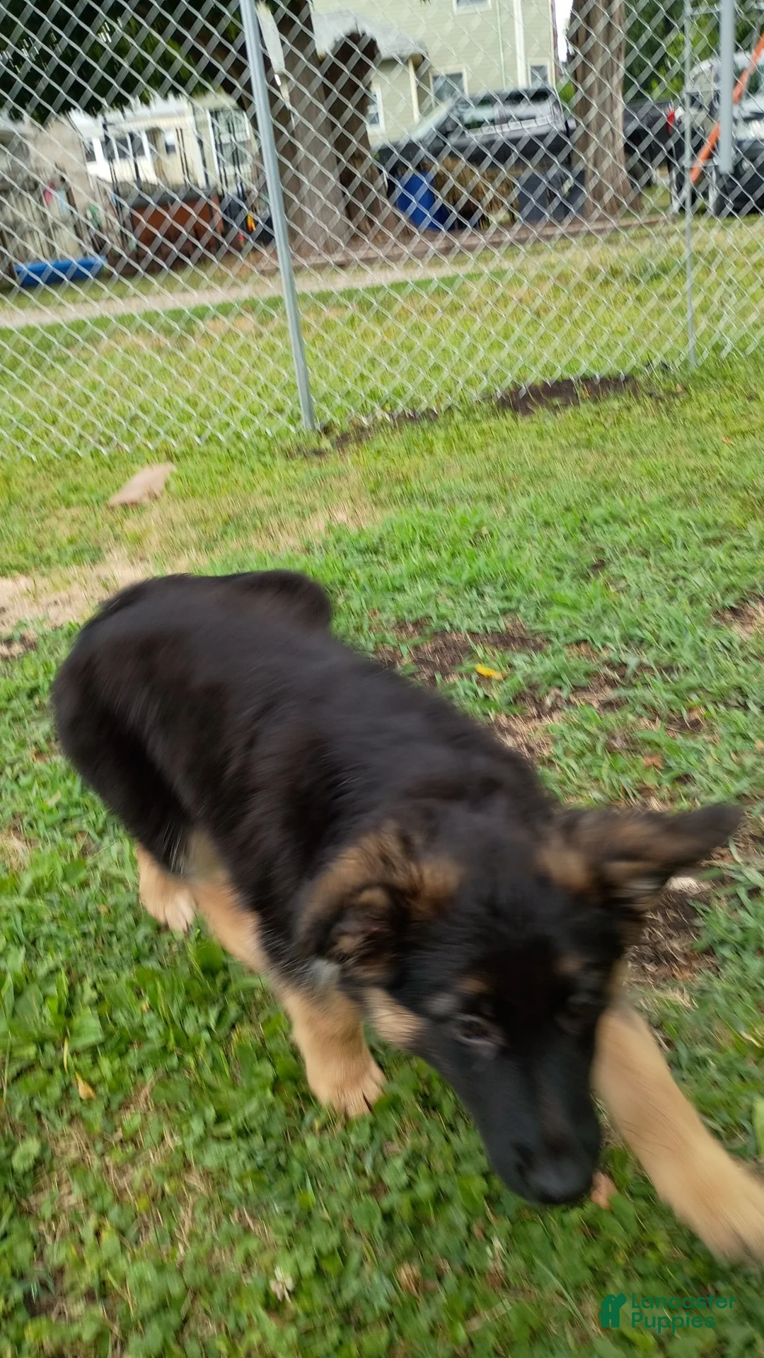 German Shepherd dogs for sale: German Shepherd 5 - Ad 4