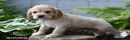 Cocker Spaniel dogs for sale: Bobbie - Ad 2