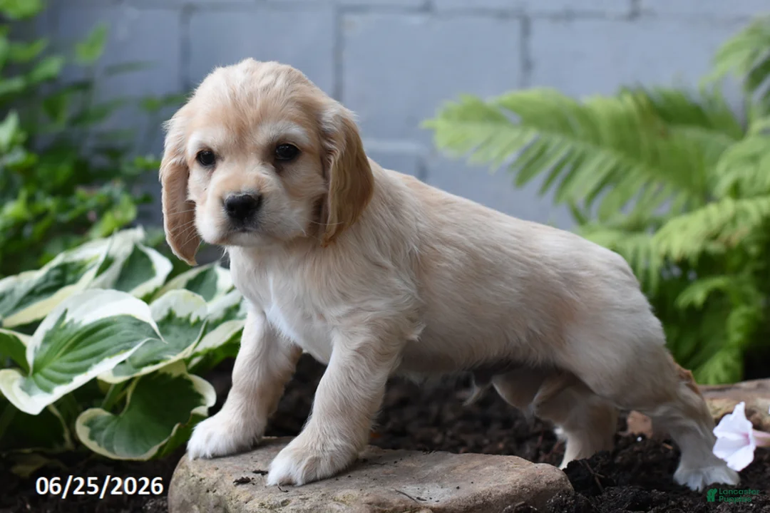 Cocker Spaniel dogs for sale: Bobbie - Ad 2