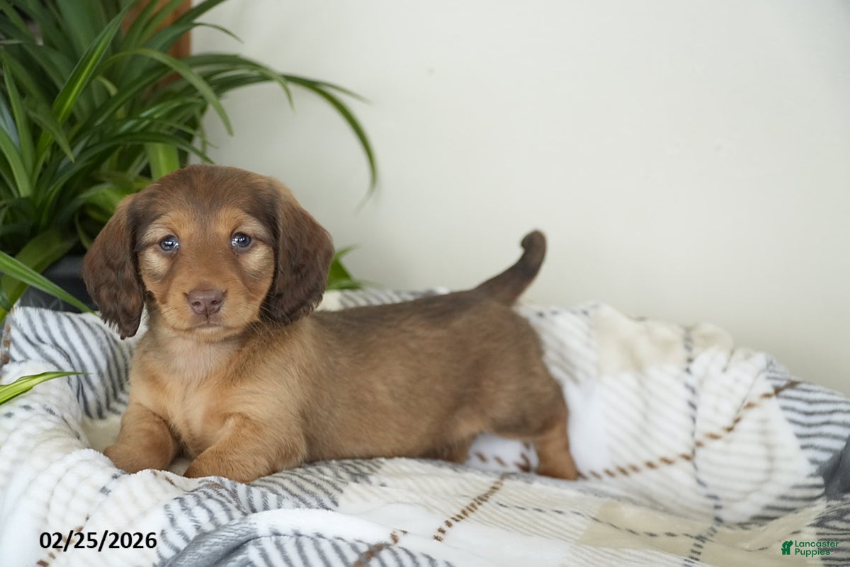 Miniature Dachshund dogs Benny - Ad 2