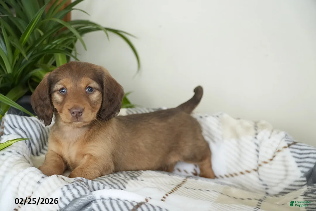 Miniature Dachshund dogs for sale: Benny - Ad 2