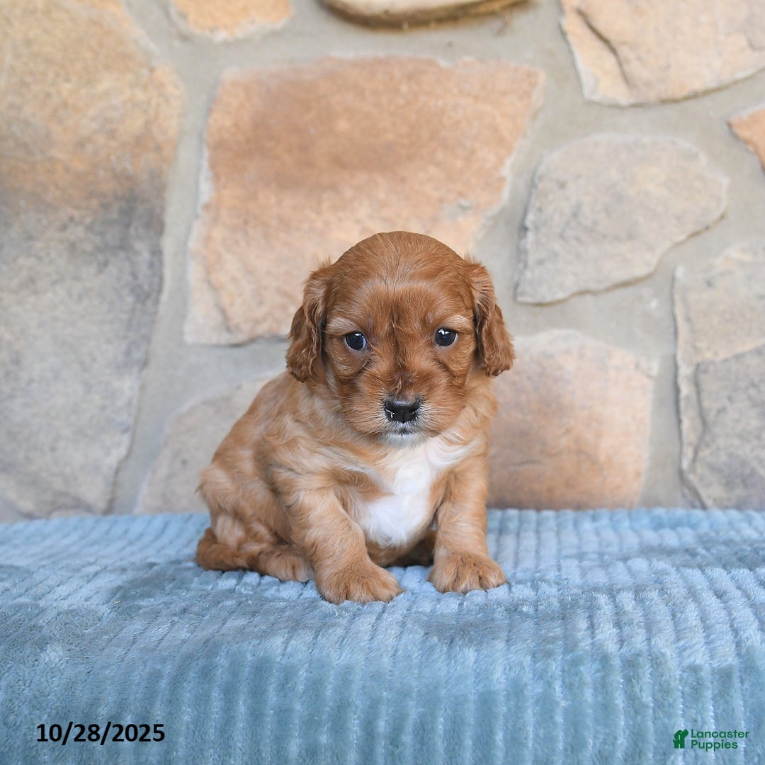 Cavapoo dogs for sale: Franklin - Ad 8