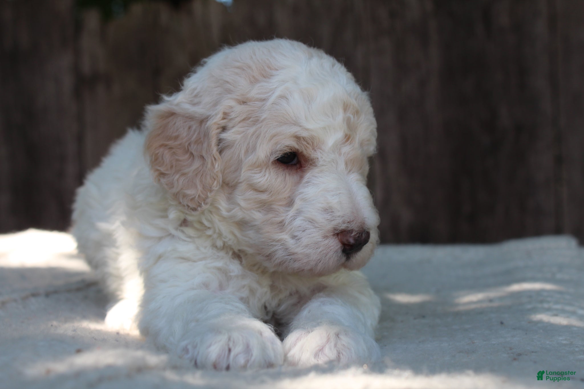 Standard Poodle dogs for sale: Canyon AKC Standard Poodle  - Ad 1