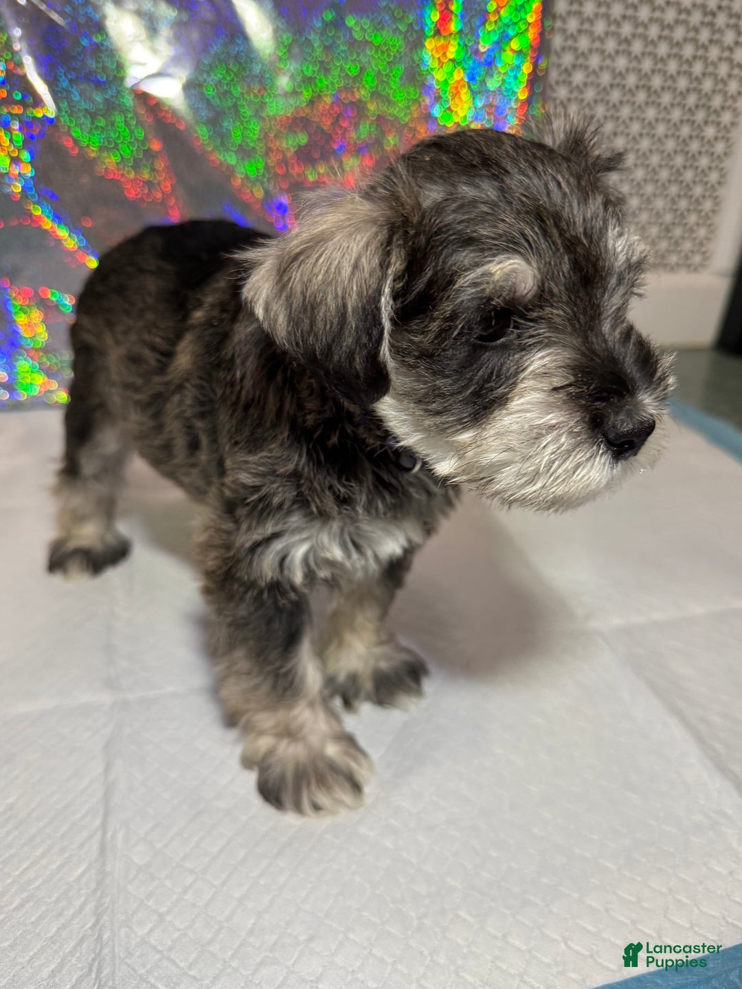 Miniature Schnauzer dogs for sale: Miniature Schnauzer Puppy 1 - Ad 3