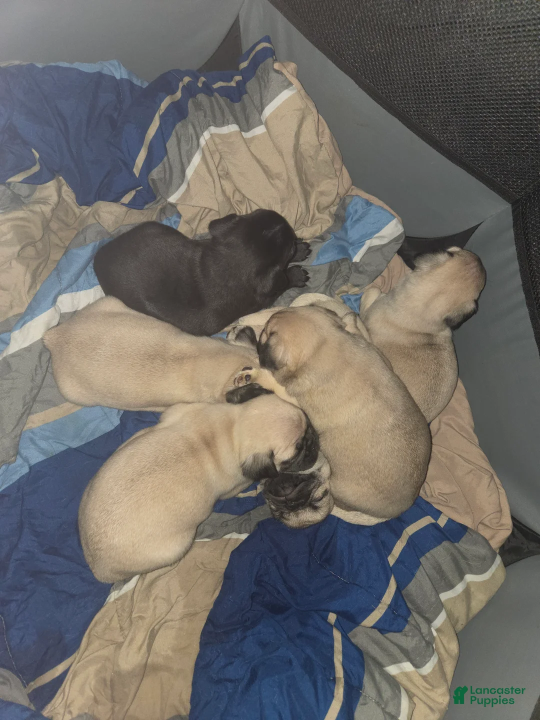 Pug dogs for sale: Purple - Ad 11