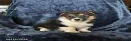 Welsh Corgi Pembroke dogs for sale: Raisin - Ad 4