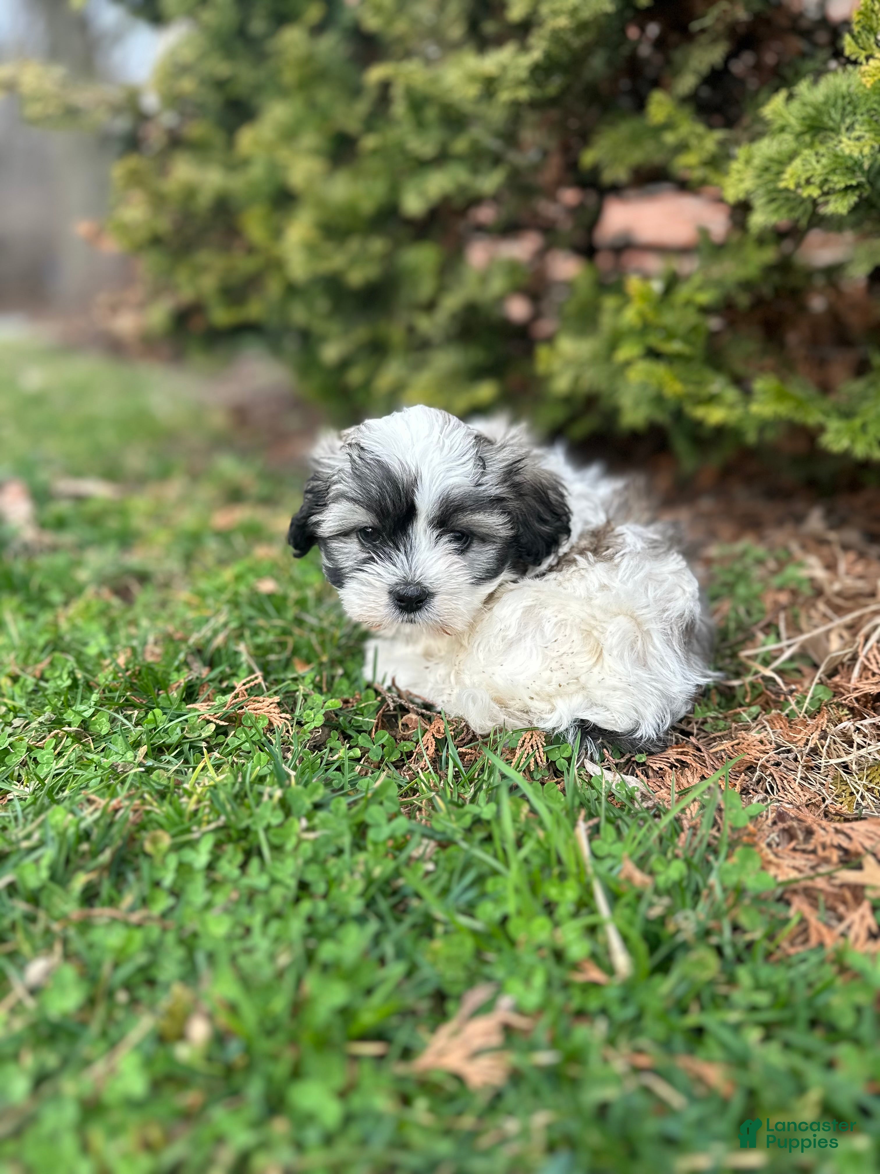 Teddy Bear dogs Gracie - Ad 2