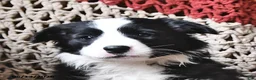 Border Collie dogs for sale: Lily - Ad 3