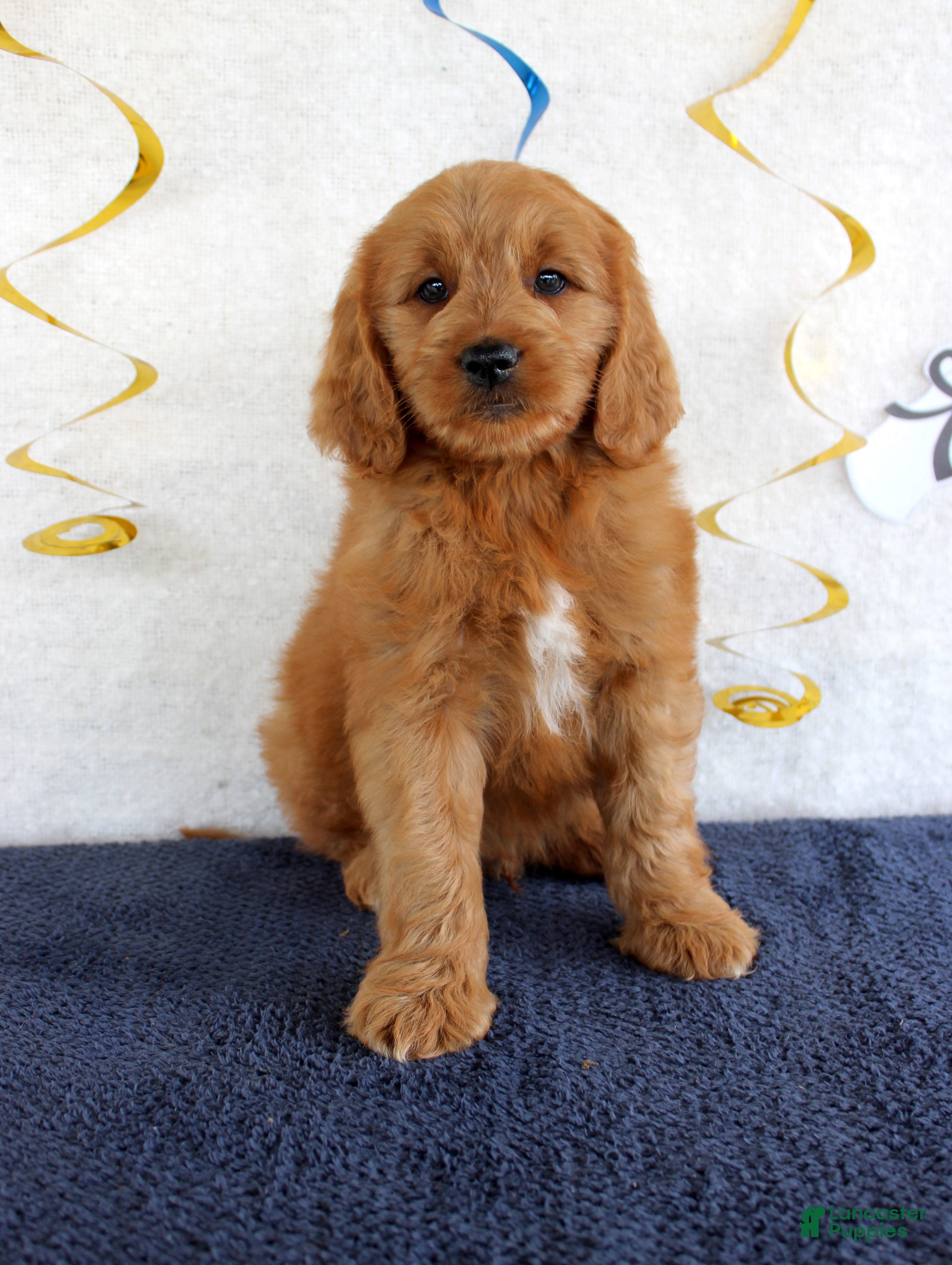 Mini Goldendoodle dogs Jumper - Ad 16