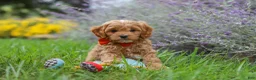 Cavapoo dogs for sale: Rover - Ad 9