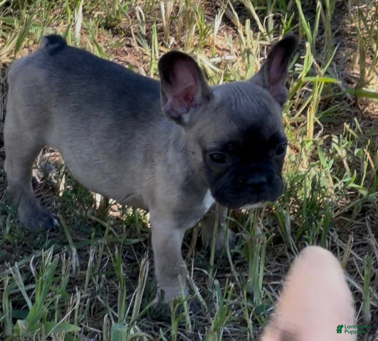 French Bulldog dogs French Bulldog Puppy 3 - Ad 6