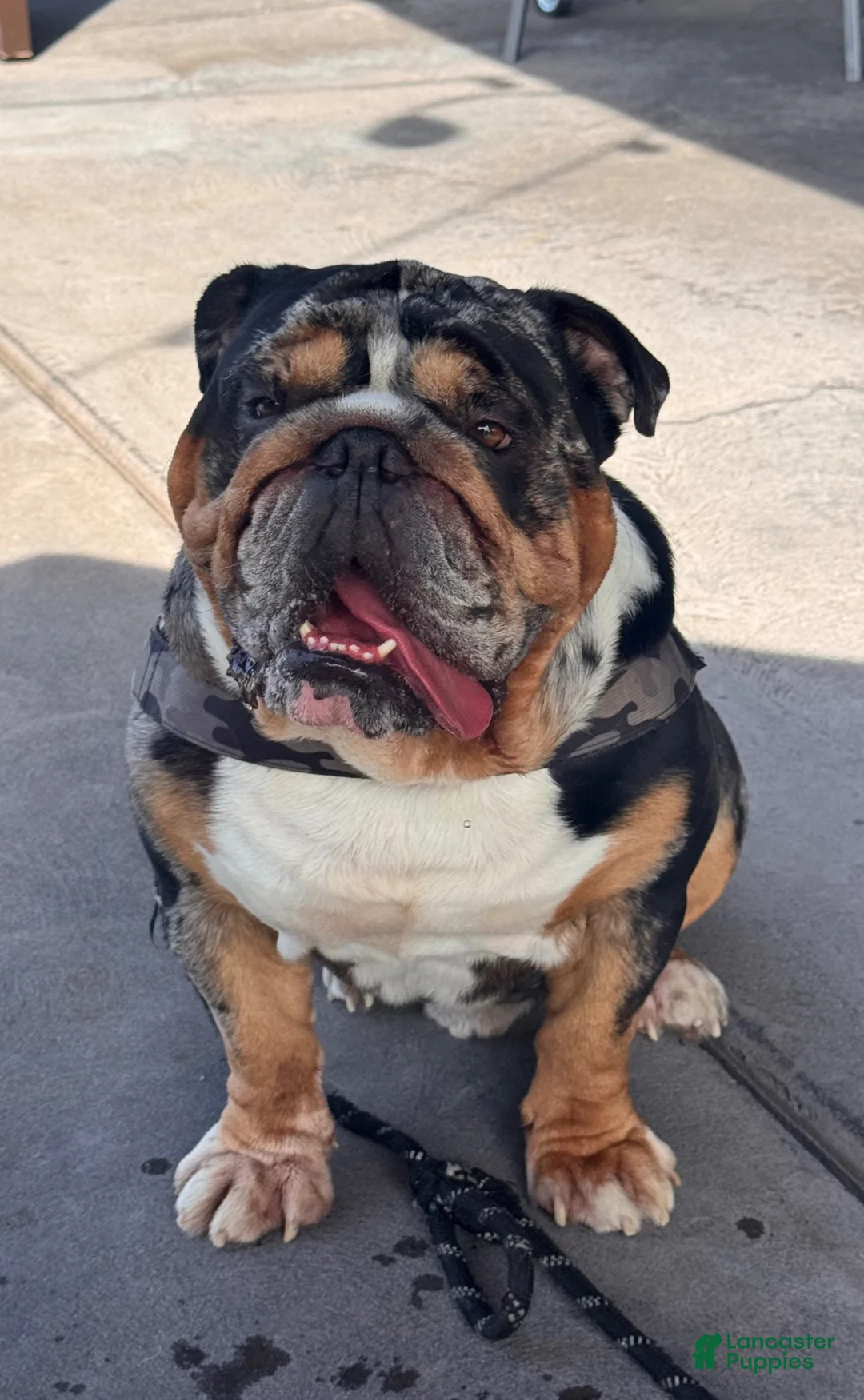 English Bulldog dogs for stud: Diesel - Ad 1