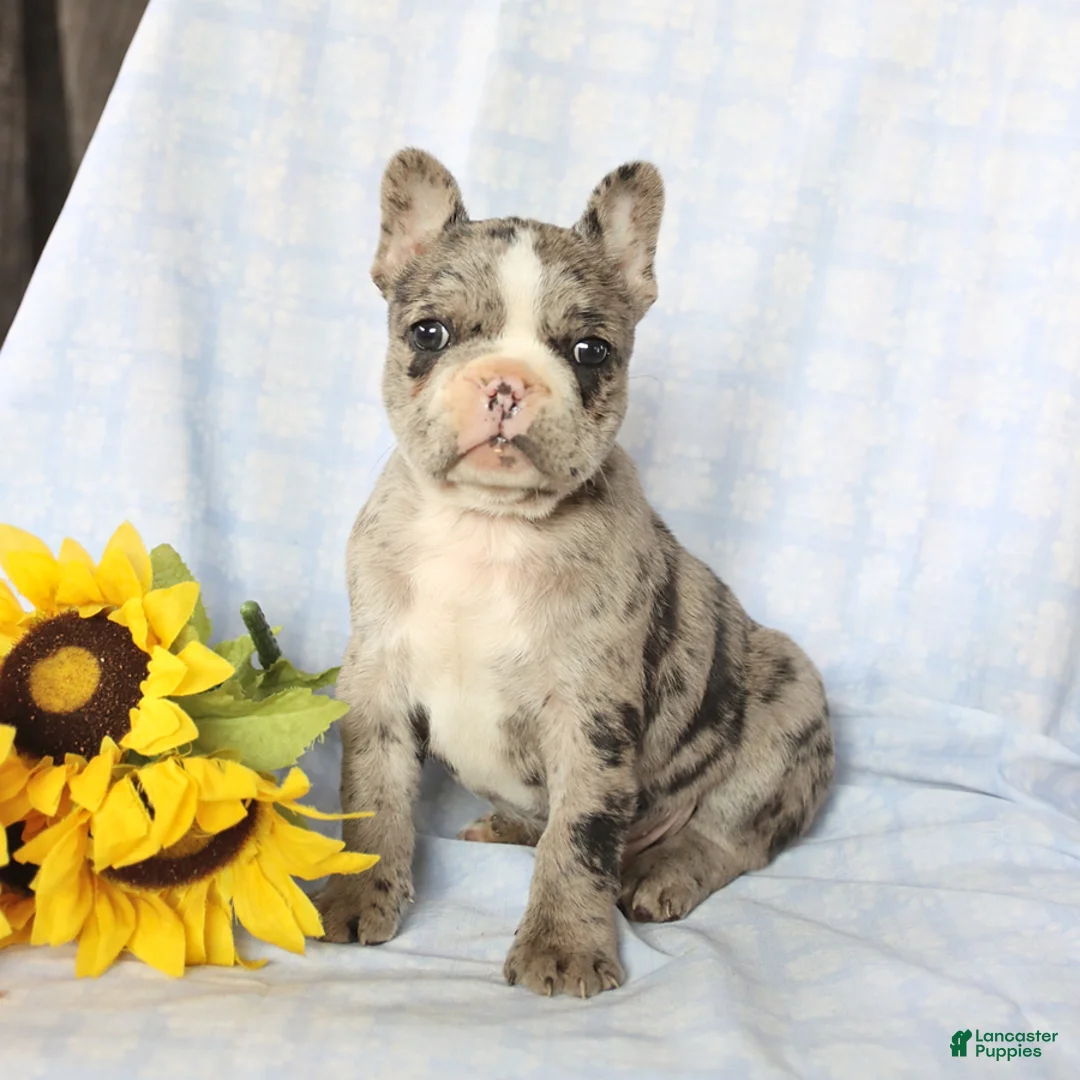 Frenchton dogs for sale: Leo - Ad 3