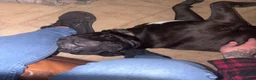 Mixed Breed dogs for sale: Cane Corso / Pit Mix Pink Male - Ad 6