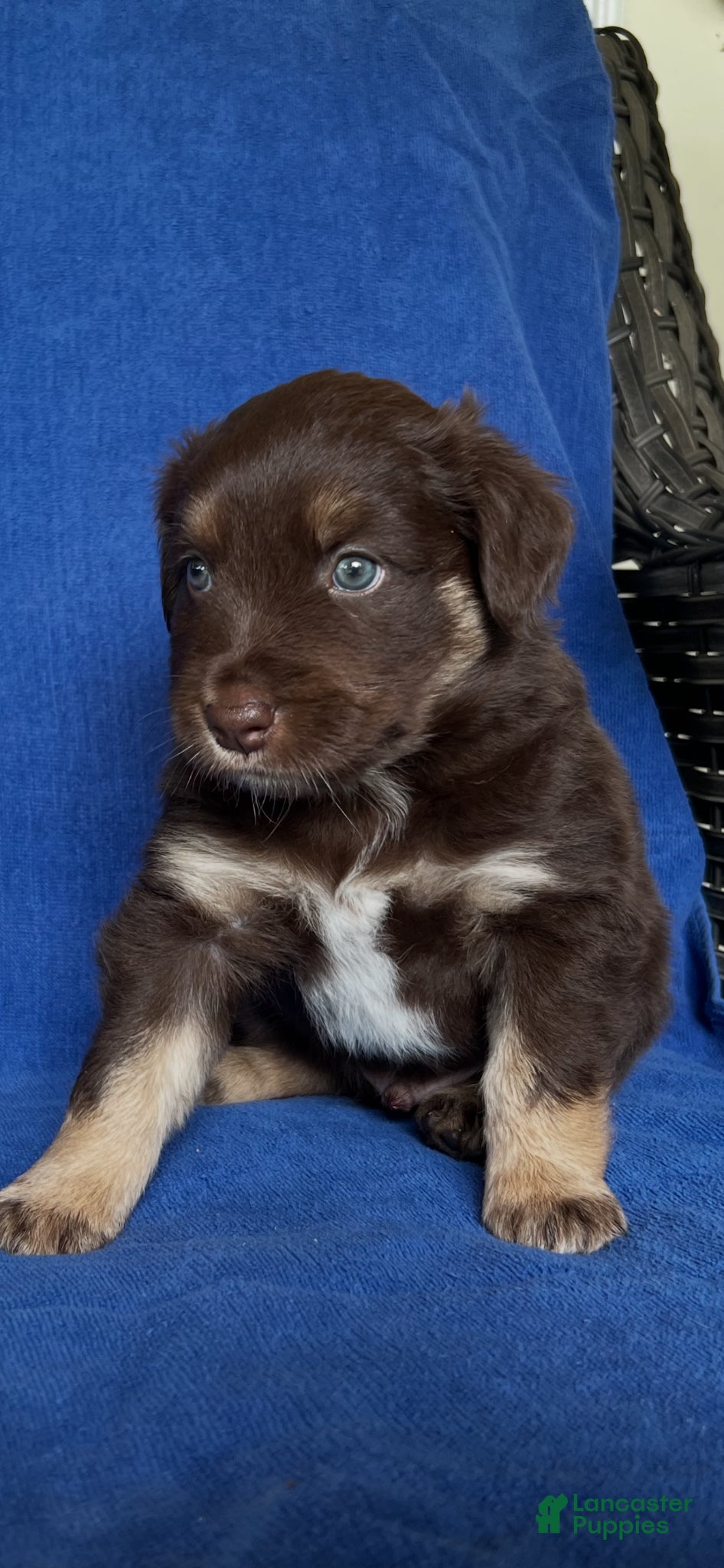 Australian Shepherd dogs for sale: Australian Shepherd Puppy 3 - Ad 2
