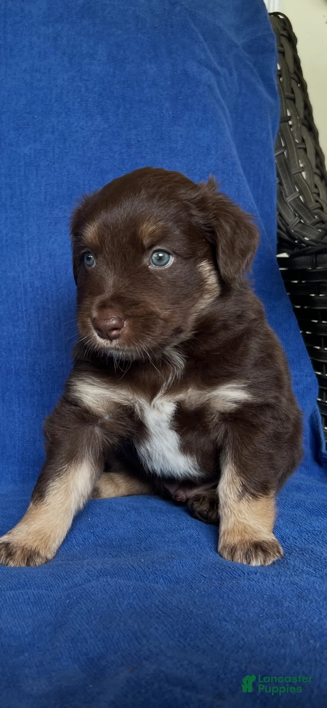 Australian Shepherd dogs for sale: Australian Shepherd Puppy 3 - Ad 1