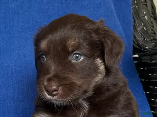 Australian Shepherd dogs for sale: Australian Shepherd Puppy 3 - Ad 2