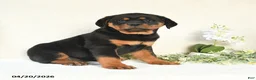 Rottweiler dogs for sale: Angel - Ad 4