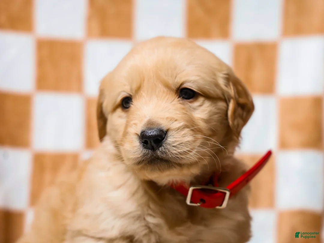 Golden Retriever dogs for sale: Delphin AKC Golden Retriever Pup - Ad 2