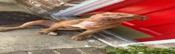 Mixed Breed dogs for sale: Red nose brindle pit bull mix with American mastiff - Ad 9
