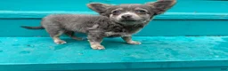 Chihuahua dogs for sale: Buffy - Ad 1