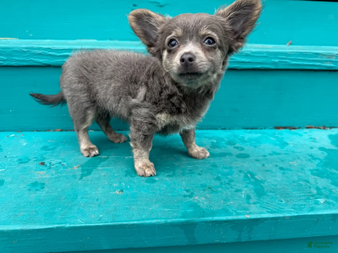 Chihuahua dogs for sale: Buffy - Ad 1