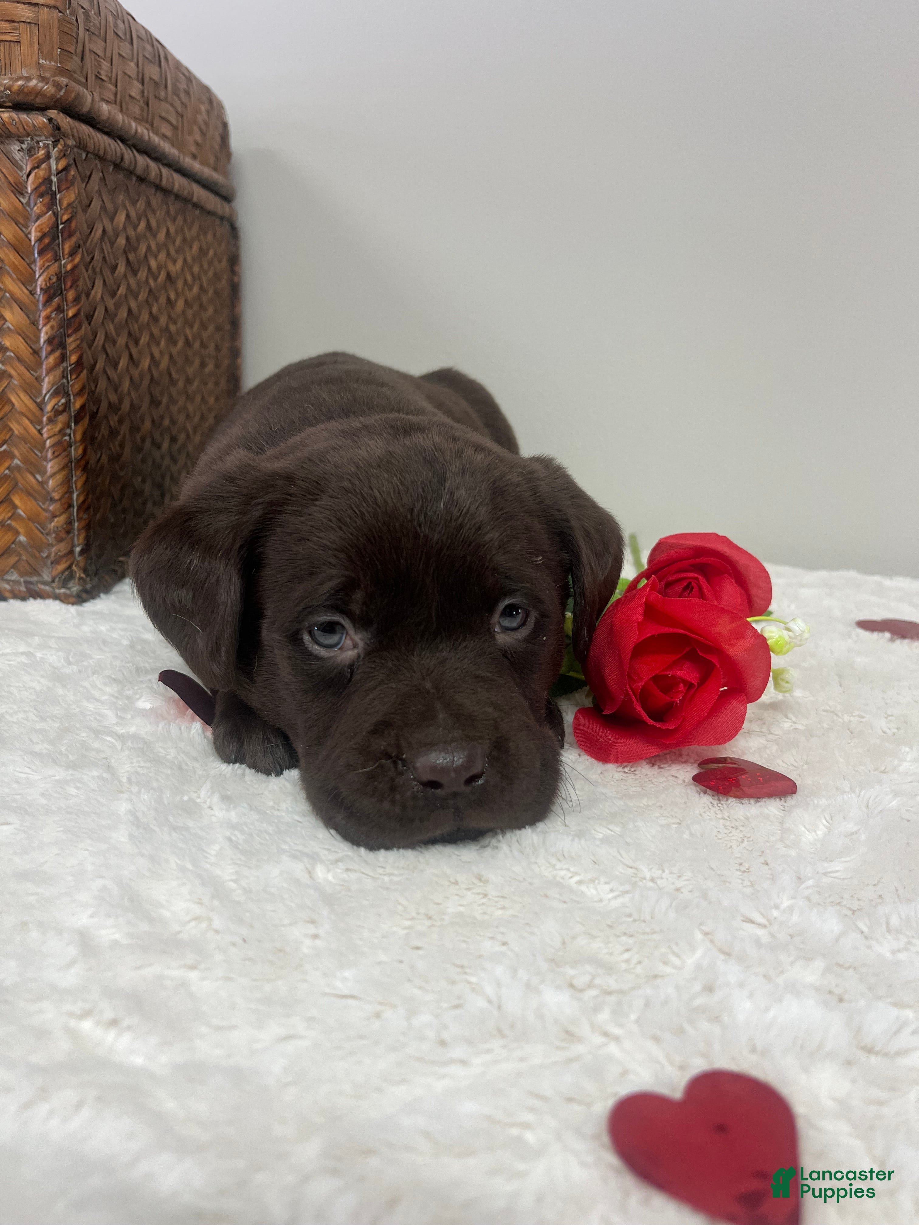 Labrador Retriever dogs Jax - Ad 22