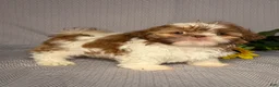 Shih Tzu dogs for sale: Emily - Ad 3
