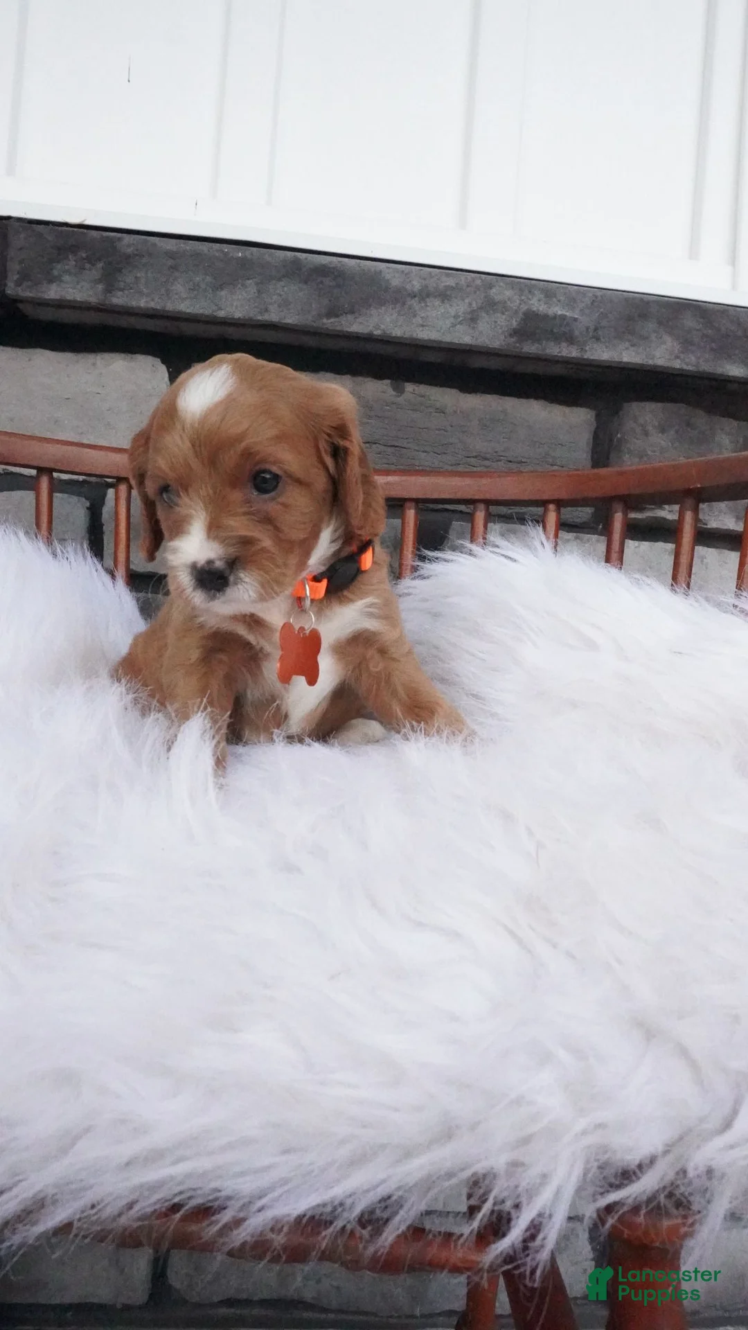 Cavapoo dogs for sale: Oscar  - Ad 1