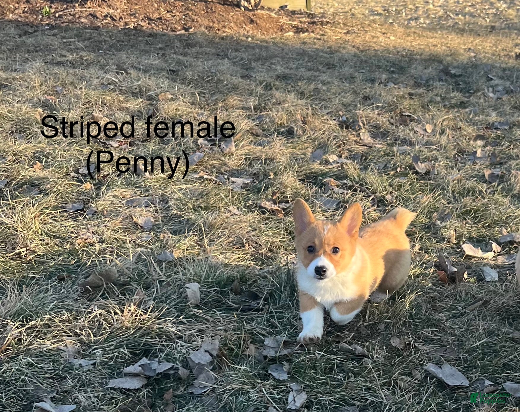 Welsh Corgi Pembroke dogs Welsh Corgi Pembroke Puppy 3 - Ad 33