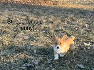 Welsh Corgi Pembroke dogs Welsh Corgi Pembroke Puppy 3 - Ad 33