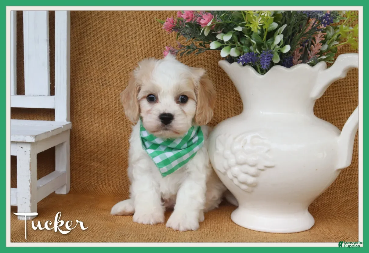 Cavachon dogs Tucker - Ad 1