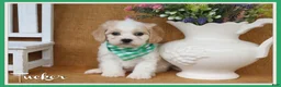 Cavachon dogs for sale: Tucker - Ad 6