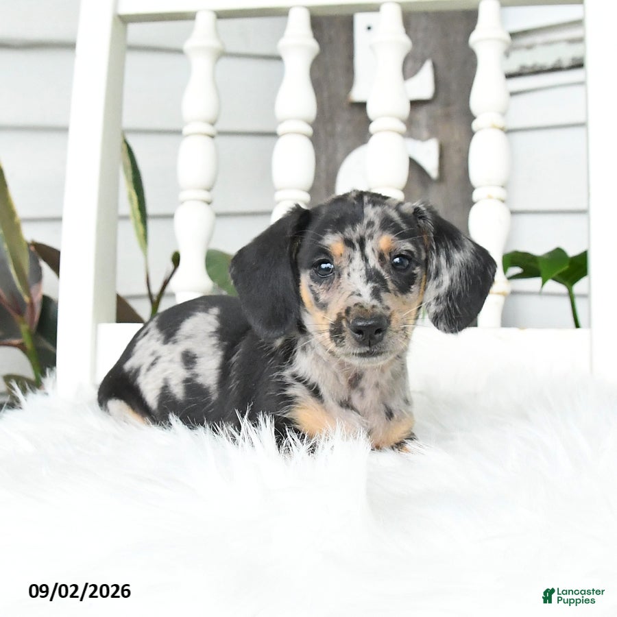Dachshund dogs Skittles - Ad 1